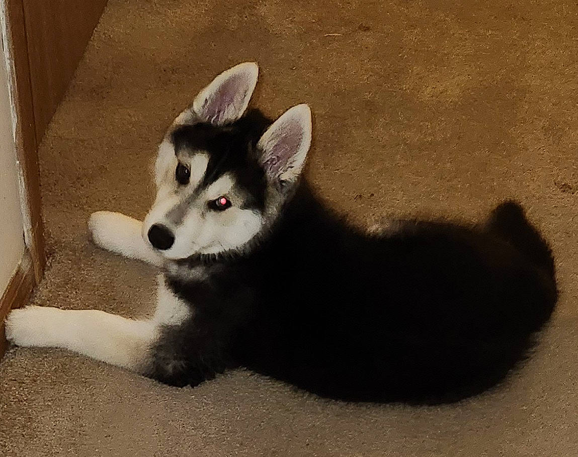 Diesel joined the competition — help win amazing prizes! ancient_dog_breeds, canidae, canis, carnivore, companion_dog, dog, dog_breed, fur, miniature_siberian_husky, non_sporting_group, paw, siberian_husky, sled_dog, sporting_group, tail, terrestrial_animal, whiskers, working_animal, working_dog