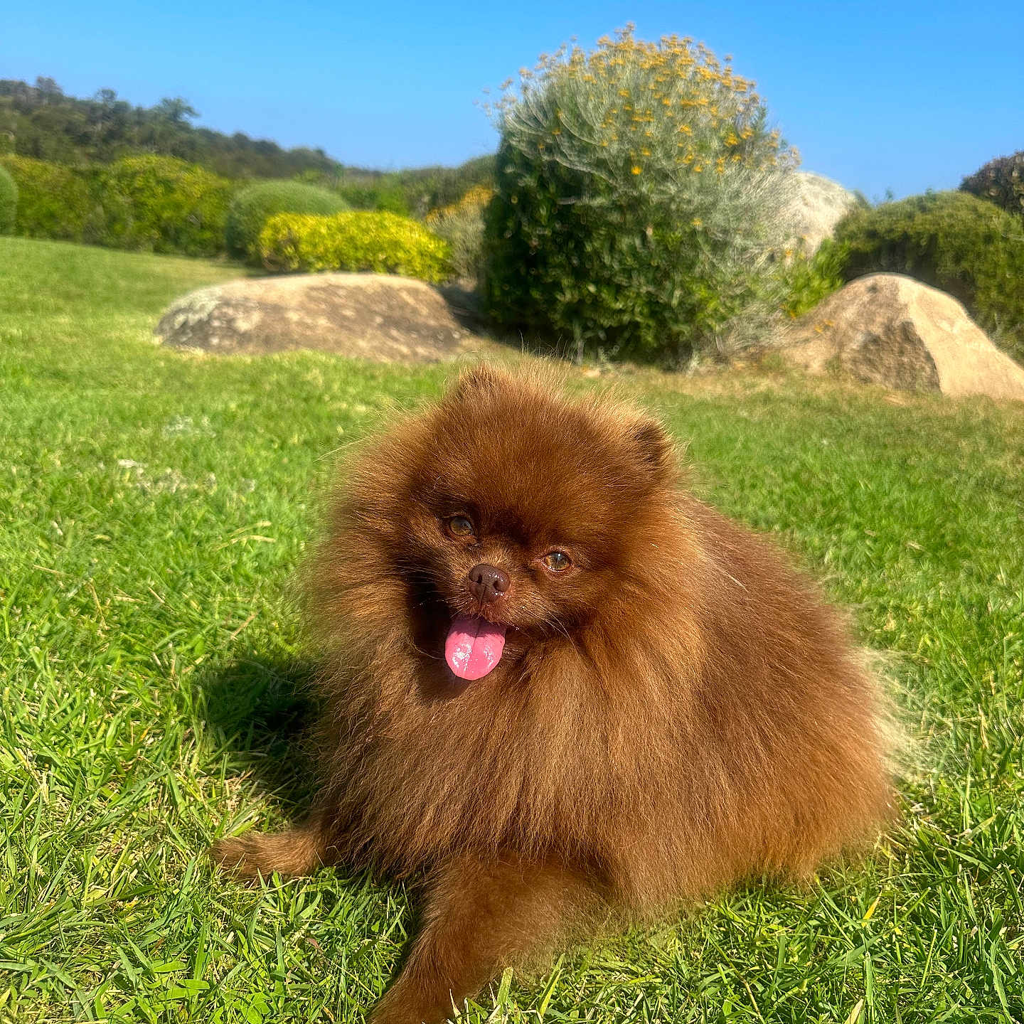 Taga participe au concours pour gagner de l'argent avec cette photo : dog, pomeranian, brown_dog, fluffy, grass, outdoor, sunny, blue_sky, happy, tongue_out, pet, nature, bushes, rocks, animal, canine, daylight, smiling, small_dog, fur