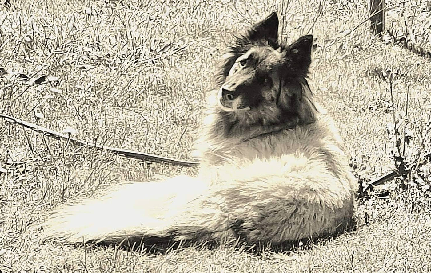 Héra a rejoint le concours — aidez-le/la à gagner de superbes lots ! big_cats, canidae, canis, carnivore, dog, dog_breed, felidae, fur, grass, livestock, masai_lion, monochrome, monochrome_photography, pack_animal, snout, soil, sporting_group, terrestrial_animal, whiskers, wildlife