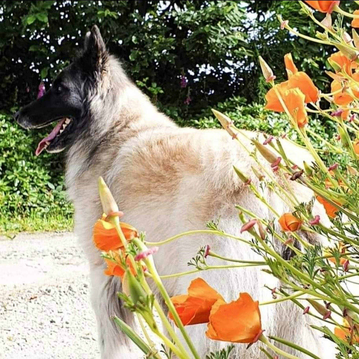 Héra a rejoint le concours — aidez-le/la à gagner de superbes lots ! annual_plant, carnivore, collar, companion_dog, dog, dog_breed, dog_collar, dog_supply, fawn, flower, flower_arranging, flowering_plant, grass, pet_supply, petal, plant, snout, sporting_group, tail, working_animal