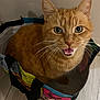 cat, orange_tabby, tote_bag, indoor, pet, curious, whiskers, ears, floor, close_up, looking_up, mouth_open, colorful, striped, feline, domestic_animal, container, playful, cute, household