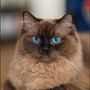 Violette participe au concours pour gagner de l'argent avec cette photo : animal, blue_eyes, brown_fur, calm, cat, close_up, cute, domestic_cat, feline, fluffy, focus, indoor, laying, pet, portrait, relaxed, sharp_eyes, soft_fur, table, whiskers
