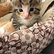 Filousse a rejoint le concours — aidez-le/la à gagner de superbes lots ! kitten, tabby, cat, pet_bed, patterned_fabric, sleeping_kitten, orange_kitten, cute, young_animal, feline, indoor, closeup, paw, fur, animal_bed, cozy, domestic_cat, resting, small, adorable