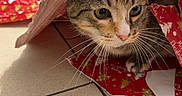 Filousse participe au concours pour gagner de l'argent avec cette photo : cat, tabby, wrapping_paper, curious, indoor, floor, tile_floor, chair_legs, home, playful, pet, animal, whiskers, face, fur, ears, paws, close_up, domestic_cat, curiosity