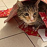 cat, tabby, wrapping_paper, curious, indoor, floor, tile_floor, chair_legs, home, playful, pet, animal, whiskers, face, fur, ears, paws, close_up, domestic_cat, curiosity