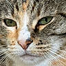 Filousse a rejoint le concours — aidez-le/la à gagner de superbes lots ! cat, close_up, face, green_eyes, whiskers, fur, animal, pet, mammal, cute, portrait, tabby, nose, ears, expression, indoor, feline, detail, macro, soft_light