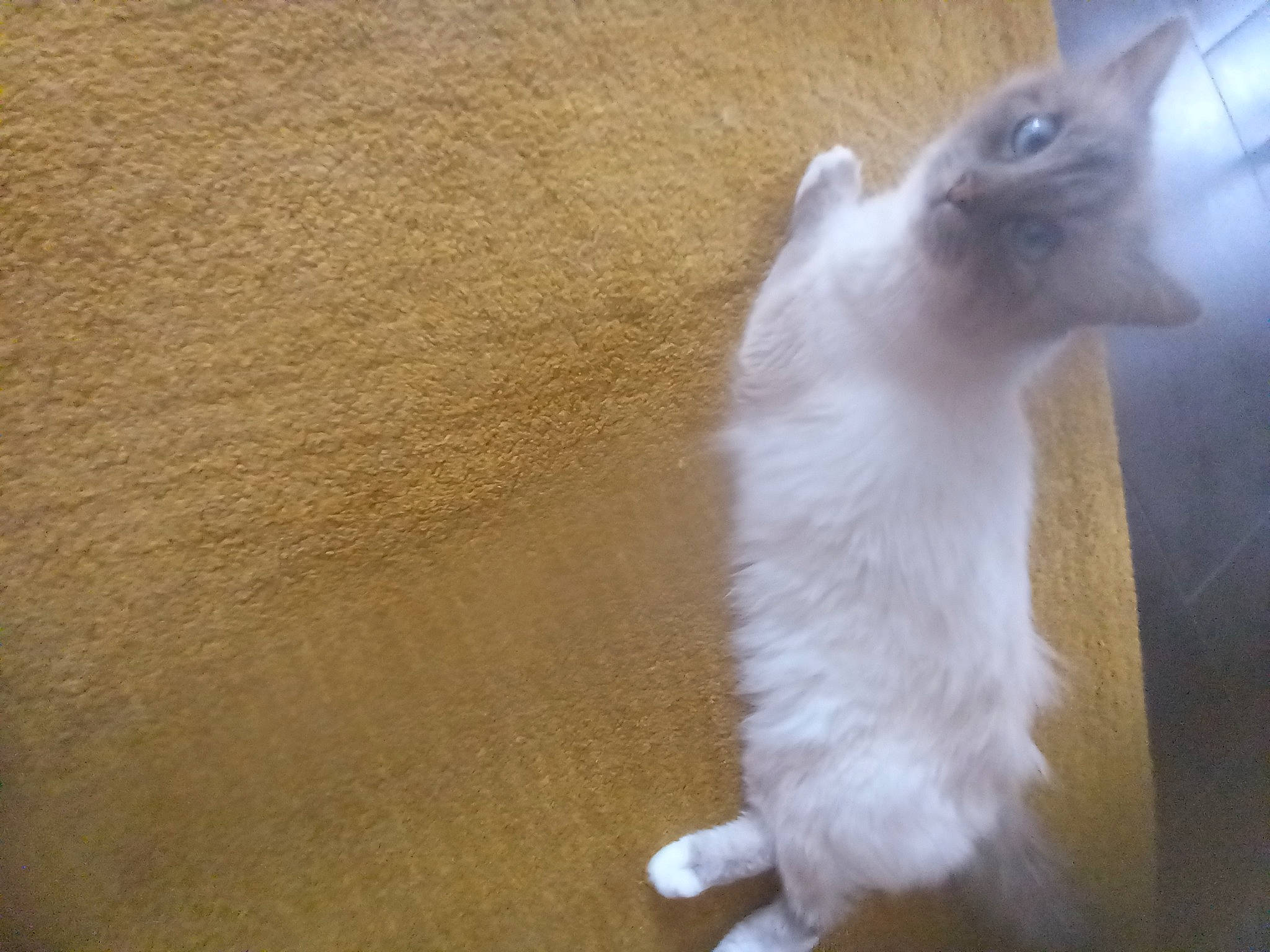 Roco a rejoint le concours — aidez-le/la à gagner de superbes lots ! carnivore, cat, claw, dog_breed, fawn, felidae, flooring, foot, fur, hardwood, paw, shadow, small_to_medium_sized_cats, snout, tail, terrestrial_animal, whiskers, wood