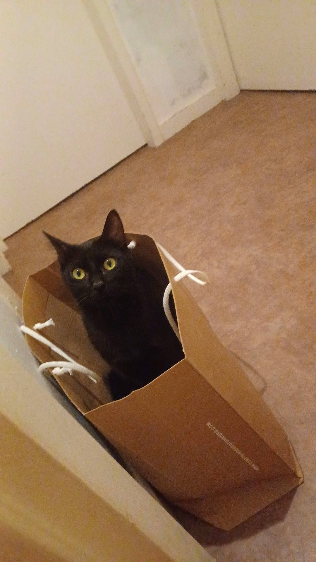 Panthere a rejoint le concours — aidez-le/la à gagner de superbes lots ! black_cat, bombay, box, cardboard, carnivore, carton, cat, domestic_short_haired_cat, felidae, flooring, hardwood, packaging_and_labeling, paper_product, pet_supply, plywood, shipping_box, small_to_medium_sized_cats, whiskers, window, wood