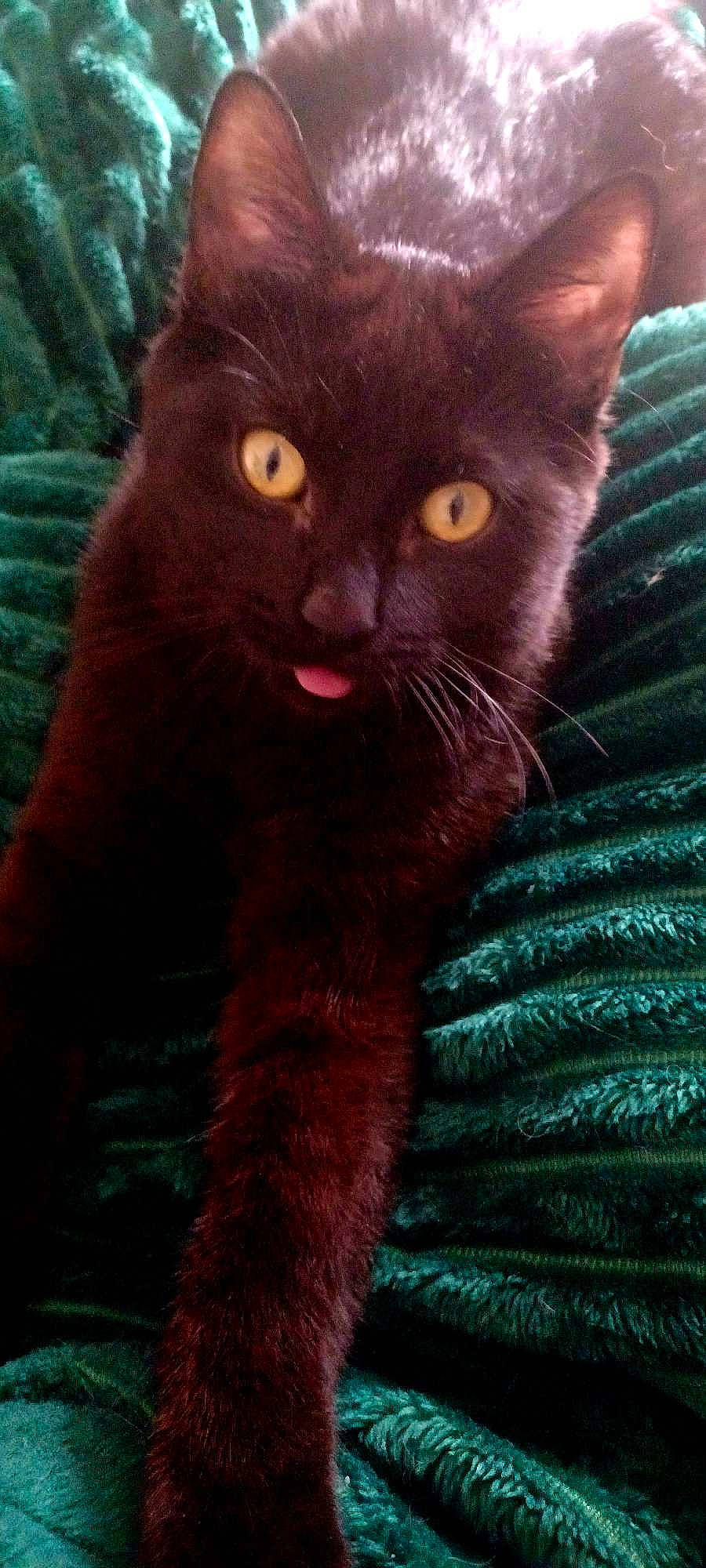 Panthere participe au concours pour gagner de l'argent avec cette photo : bombay, carnivore, cat, claw, close_up, domestic_short_haired_cat, electric_blue, felidae, fur, pet_supply, small_to_medium_sized_cats, snout, tail, terrestrial_animal, whiskers