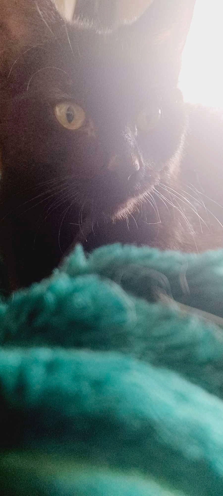 Panthere a rejoint le concours — aidez-le/la à gagner de superbes lots ! atmosphere, carnivore, cat, close_up, cloud, domestic_short_haired_cat, electric_blue, felidae, fur, grass, grey, light, mammal, meteorological_phenomenon, sky, small_to_medium_sized_cats, snout, tail, vertebrate, whiskers