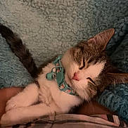 Lola joined the competition — help win amazing prizes! cat, sleeping, collar, pet, feline, cozy, blanket, resting, cute, domestic_animal, fur, whiskers, indoor, relaxation, comfort, animal, soft_texture, peaceful, nap, closeup