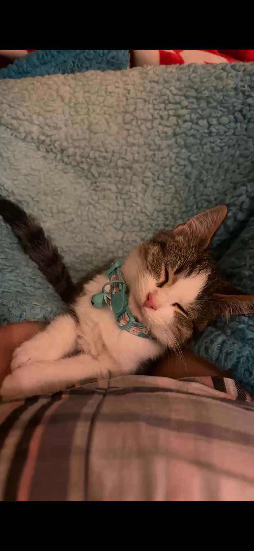 Lola joined the competition — help win amazing prizes! cat, sleeping, collar, pet, feline, cozy, blanket, resting, cute, domestic_animal, fur, whiskers, indoor, relaxation, comfort, animal, soft_texture, peaceful, nap, closeup