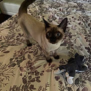 Felix joined the competition — help win amazing prizes! alert, animal, bed, bedding, cat, curious, cute, domestic, ears, feline, floral_pattern, four_legs, indoor, looking_up, pet, siamese, stuffed_animal, tail, toy, whiskers