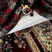 Felix is registered to the contest to win money with this photo: cat, siamese_cat, blanket, patterned_blanket, curious, wide_eyes, indoor, carpet, floral_carpet, cozy, peeking, fur, pet, animal, cute, domestic_cat, whiskers, ears, resting, home