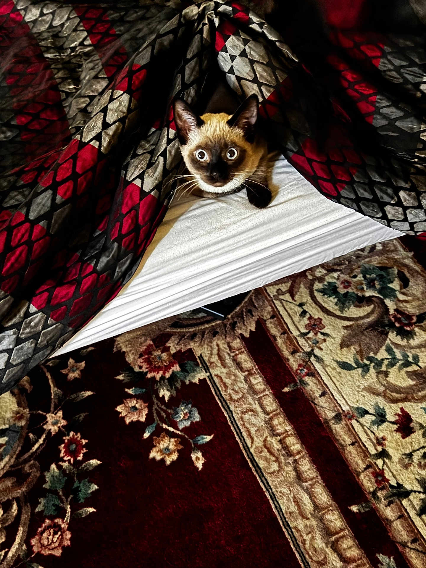 Felix is registered to the contest to win money with this photo: cat, siamese_cat, blanket, patterned_blanket, curious, wide_eyes, indoor, carpet, floral_carpet, cozy, peeking, fur, pet, animal, cute, domestic_cat, whiskers, ears, resting, home