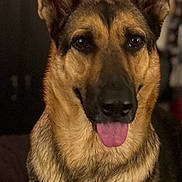 Zita is registered to the contest to win money with this photo: animal, black, brown, canine, closeup, companion, cute, dog, domestic, ears, face, friendly, fur, german_shepherd, indoor, mammal, pet, portrait, sitting, tongue_out