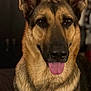 animal, black, brown, canine, closeup, companion, cute, dog, domestic, ears, face, friendly, fur, german_shepherd, indoor, mammal, pet, portrait, sitting, tongue_out