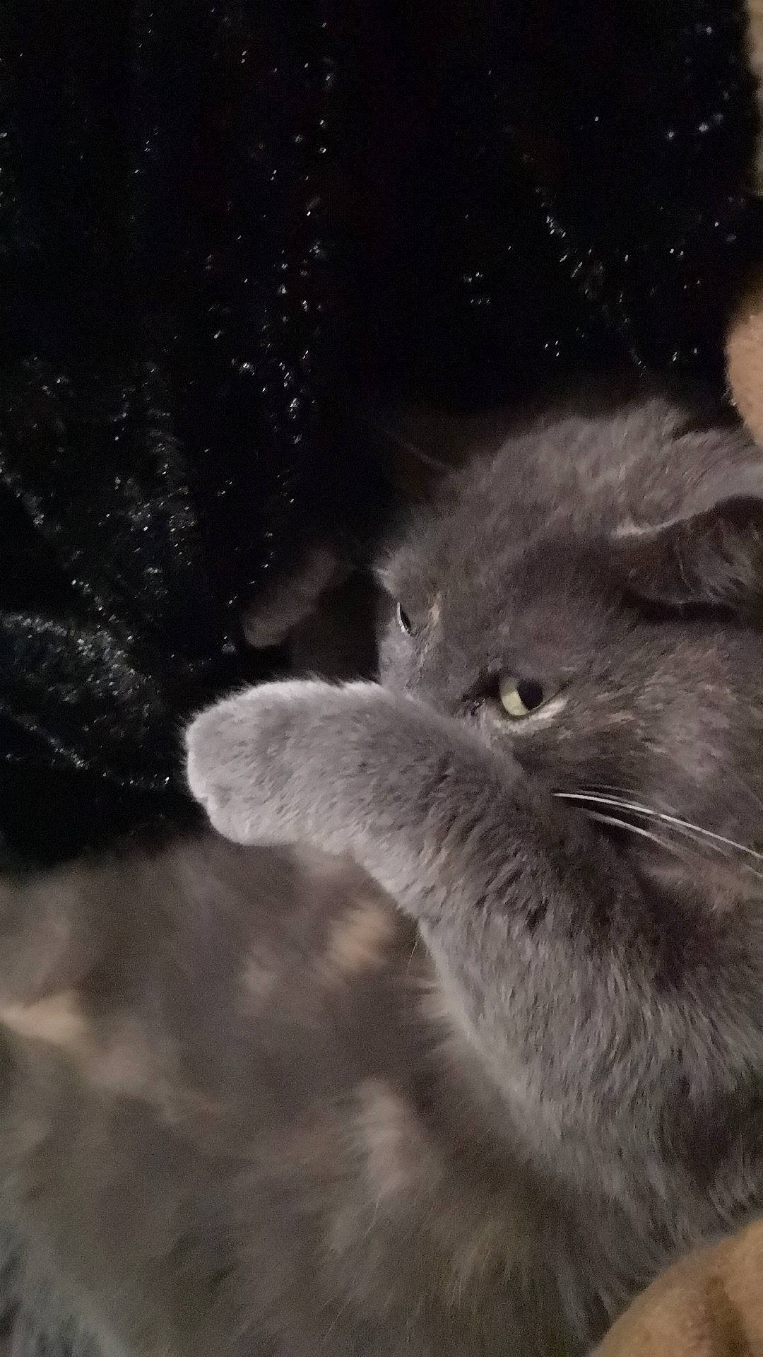 Marie participe au concours pour gagner de l'argent avec cette photo : carnivore, cat, cloud, darkness, domestic_short_haired_cat, felidae, fur, grass, macro_photography, monochrome, monochrome_photography, paw, sky, small_to_medium_sized_cats, snout, tail, terrestrial_animal, whiskers, wildlife