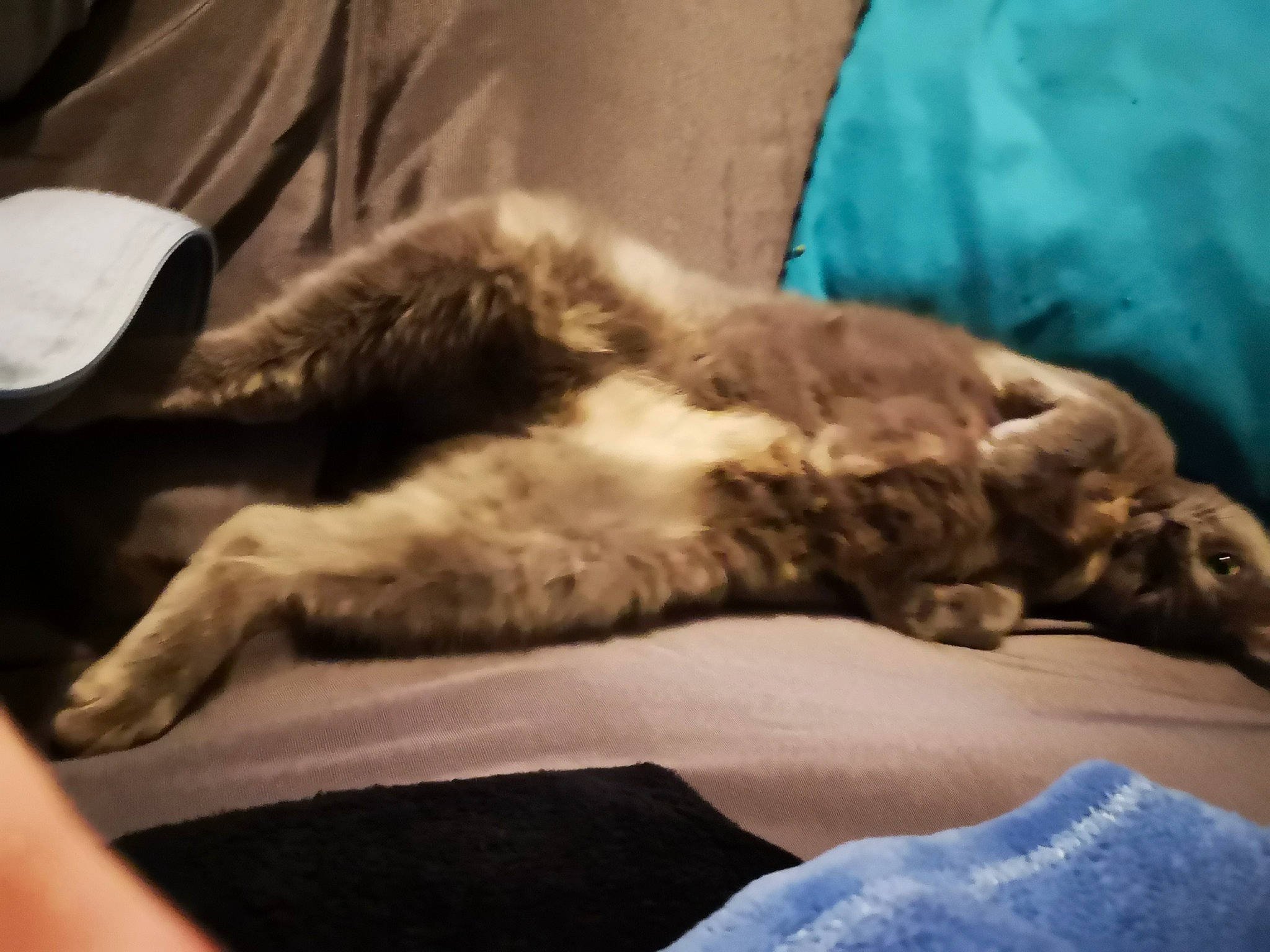 Marie participe au concours pour gagner de l'argent avec cette photo : carnivore, cat, claw, cloud, comfort, companion_dog, dog_breed, domestic_short_haired_cat, eye, felidae, fur, lap, linens, mammal, room, small_to_medium_sized_cats, snout, tail, vertebrate, whiskers