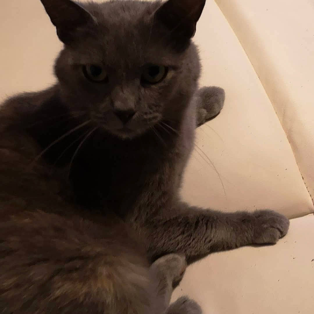 Marie participe au concours pour gagner de l'argent avec cette photo : carnivore, cat, comfort, domestic_short_haired_cat, ear, felidae, fur, grey, paw, russian_blue, small_to_medium_sized_cats, snout, tail, terrestrial_animal, whiskers