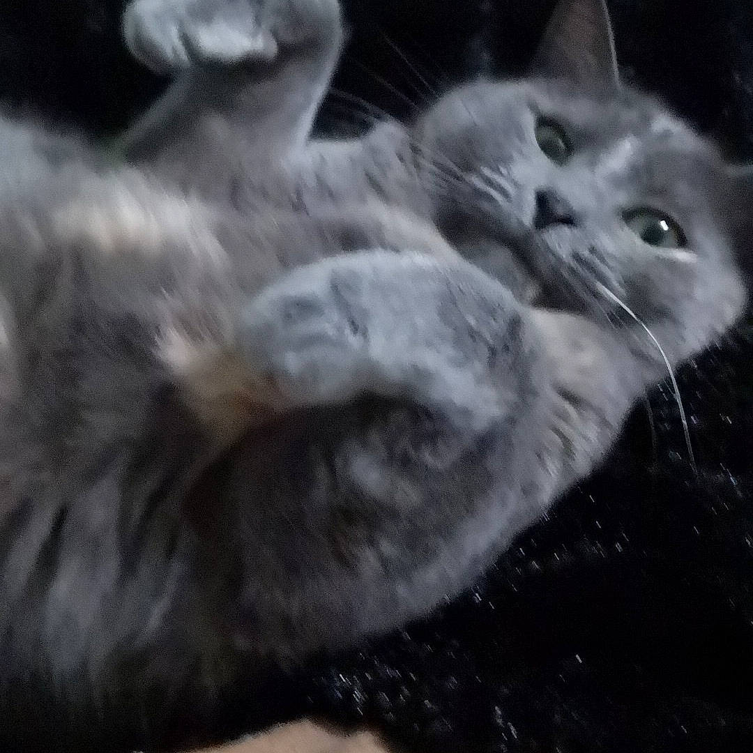 Marie a rejoint le concours — aidez-le/la à gagner de superbes lots ! carnivore, cat, claw, cloud, darkness, domestic_short_haired_cat, felidae, fur, grey, monochrome, monochrome_photography, paw, sky, sleep, small_to_medium_sized_cats, snout, tail, terrestrial_animal, whiskers, wildlife