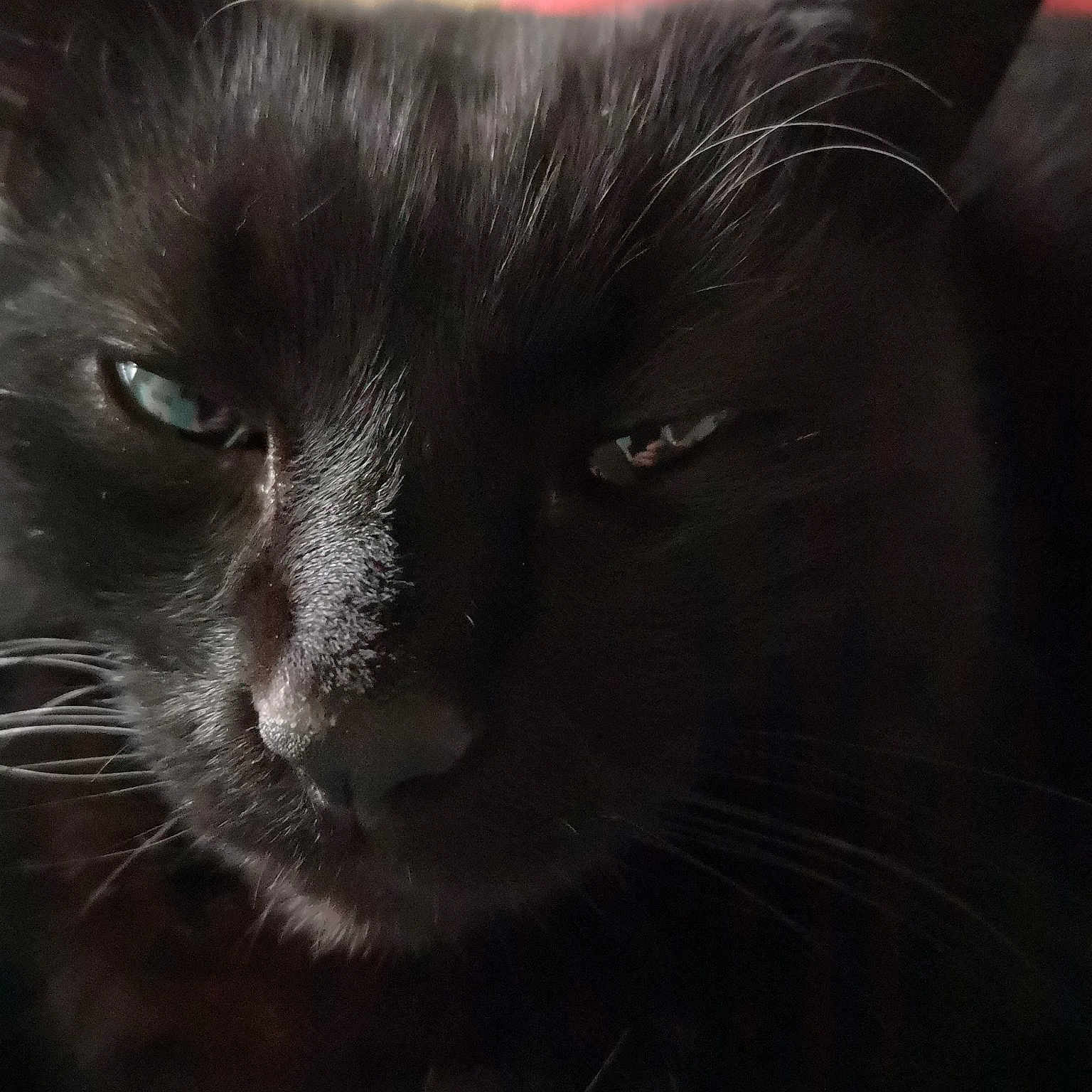 Oreo