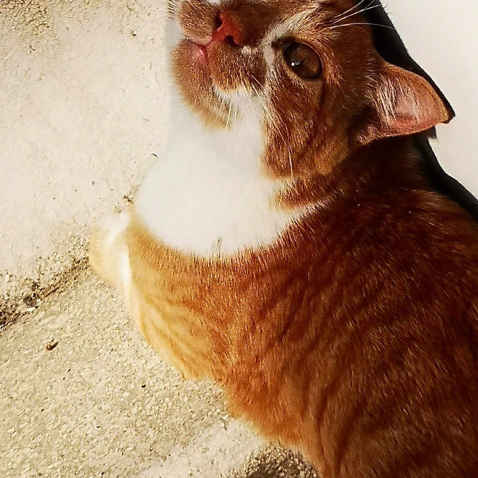Romeo