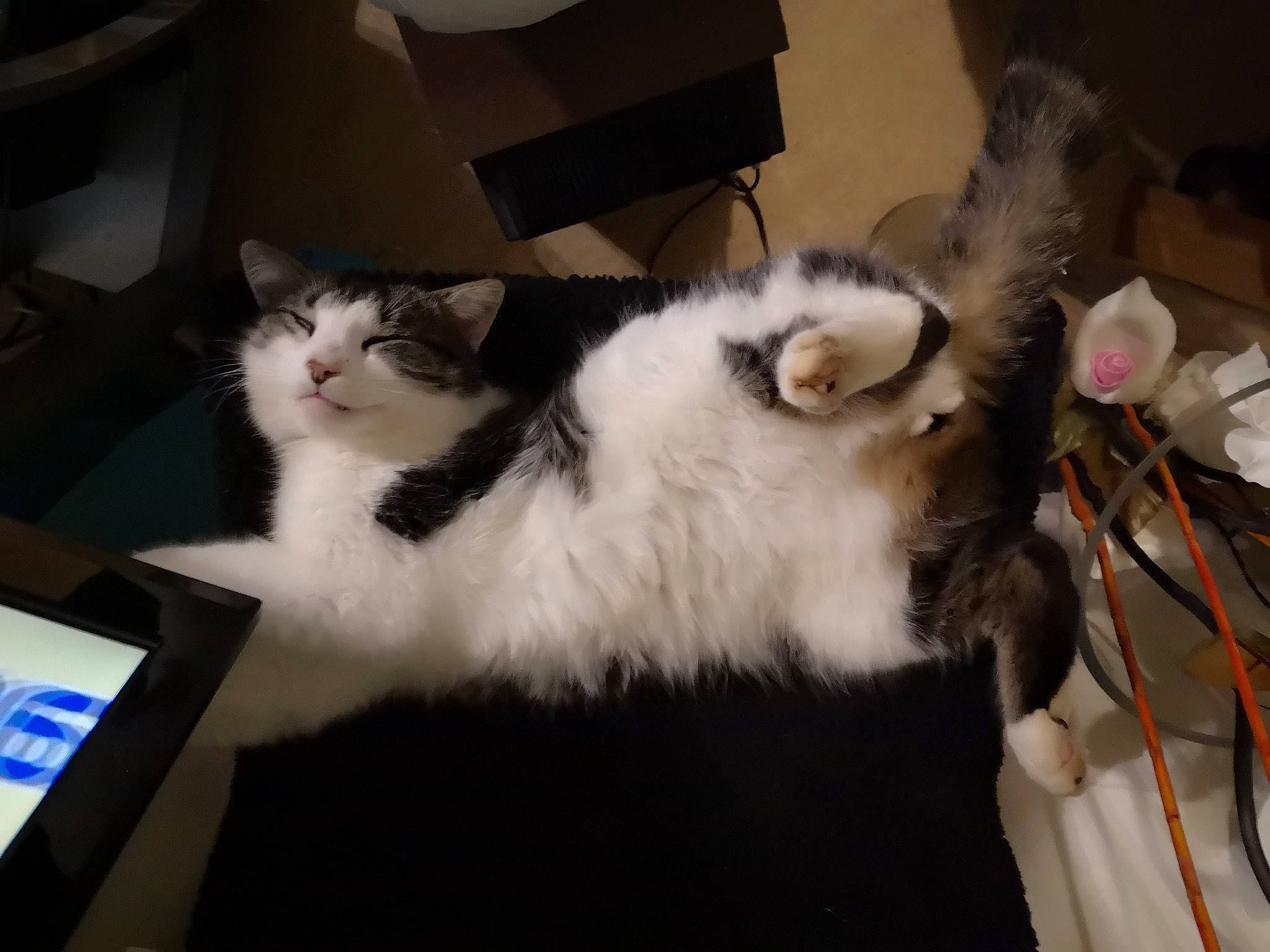 Taka participe au concours pour gagner de l'argent avec cette photo : box, cardboard, carnivore, carton, cat, comfort, display_device, domestic_short_haired_cat, felidae, fur, hardwood, lap, packaging_and_labeling, paw, shipping_box, small_to_medium_sized_cats, tail, vertebrate, whiskers