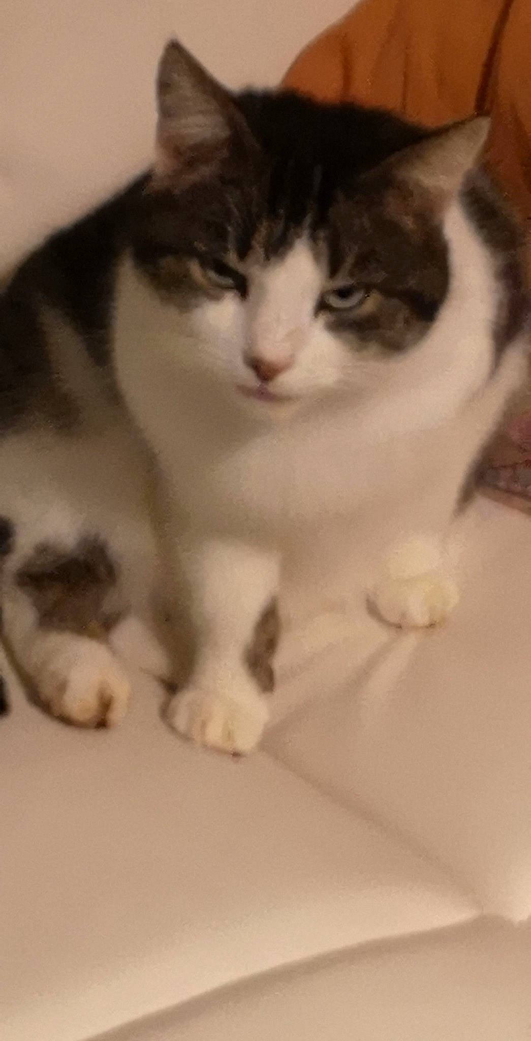 Taka participe au concours pour gagner de l'argent avec cette photo : carnivore, cat, claw, comfort, domestic_short_haired_cat, felidae, flooring, foot, fur, hardwood, paw, sitting, small_to_medium_sized_cats, snout, tail, whiskers, wood