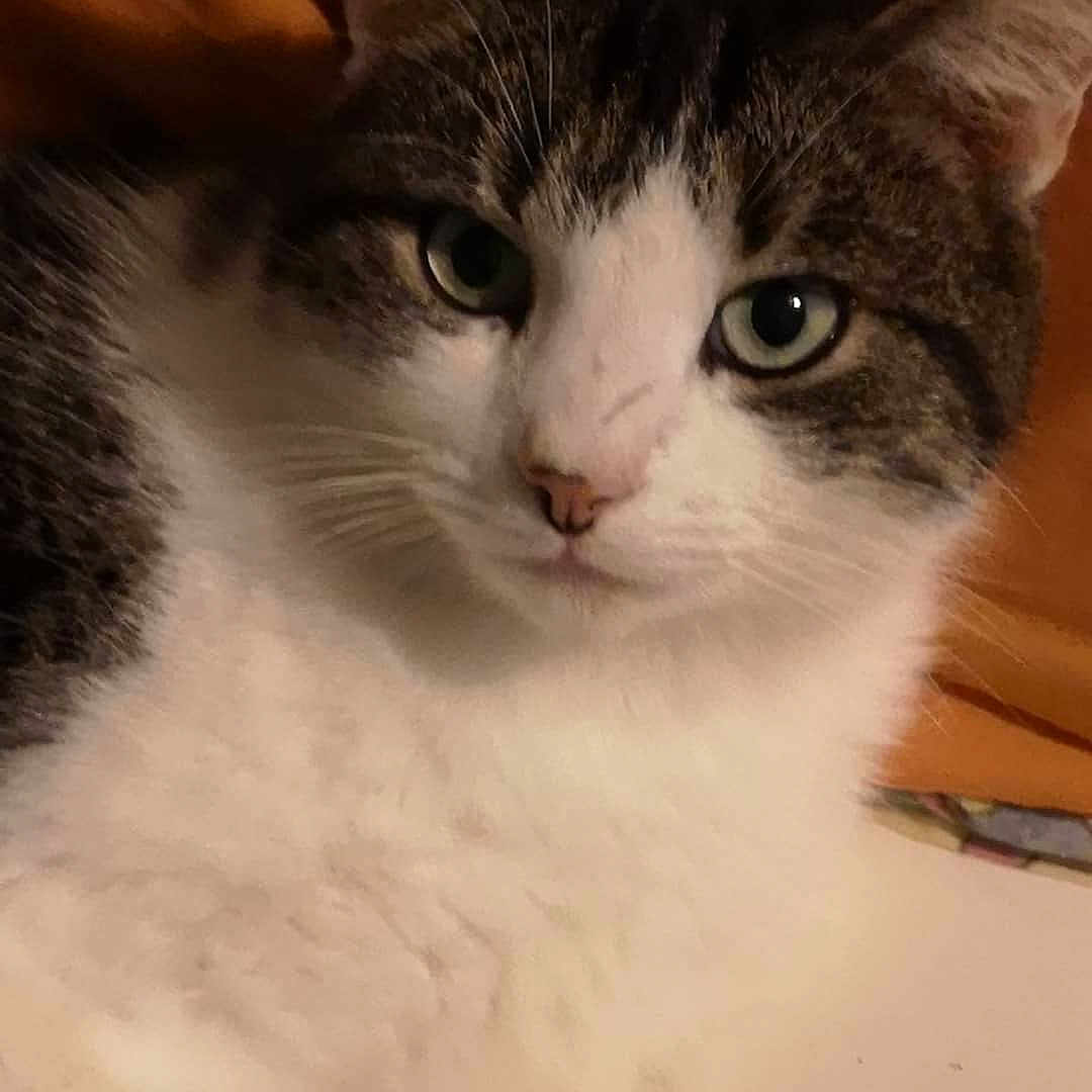 Taka