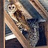 Yeti Ashani joined the competition — help win amazing prizes! animal_portrait, barn, barn_owl, birds, camouflage, facial_disk, feathers, great_horned_owl, indoor, loft, owl, perched, photography, raptor, rustic, talons, watermark, wildlife, wooden_beams, yellow_eyes