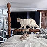Yeti Ashani is registered to the contest to win money with this photo: animal, bed, bedroom, blanket, cat, door, feline, fluffy, furniture, home, household, indoors, long_hair, pet, pet_bowl, television, walking, white_cat, window, wooden_bed