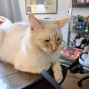 Yeti Ashani joined the competition — help win amazing prizes! animal, books, cat, cream_cat, desk, ears, feline, fluffy, funny_expression, glass_table, home, indoor, office_chair, pet, portrait, shelves, sitting, supplies, table, whiskers