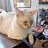 animal, books, cat, cream_cat, desk, ears, feline, fluffy, funny_expression, glass_table, home, indoor, office_chair, pet, portrait, shelves, sitting, supplies, table, whiskers