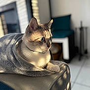 Olaf a rejoint le concours — aidez-le/la à gagner de superbes lots ! cat, blanket, couch, indoor, pet, feline, curious, sunlight, shadow, cozy, fur, domestic_animal, home, relaxing, blue_eyes, paws, collar, modern_interior, soft_texture, comfort