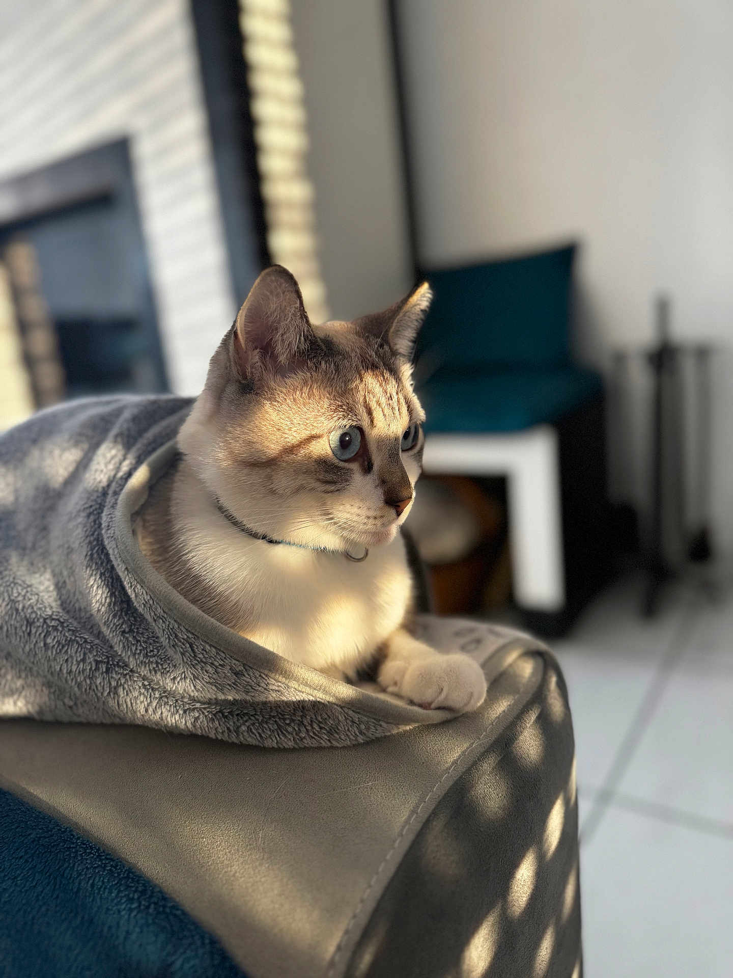 Olaf a rejoint le concours — aidez-le/la à gagner de superbes lots ! cat, blanket, couch, indoor, pet, feline, curious, sunlight, shadow, cozy, fur, domestic_animal, home, relaxing, blue_eyes, paws, collar, modern_interior, soft_texture, comfort