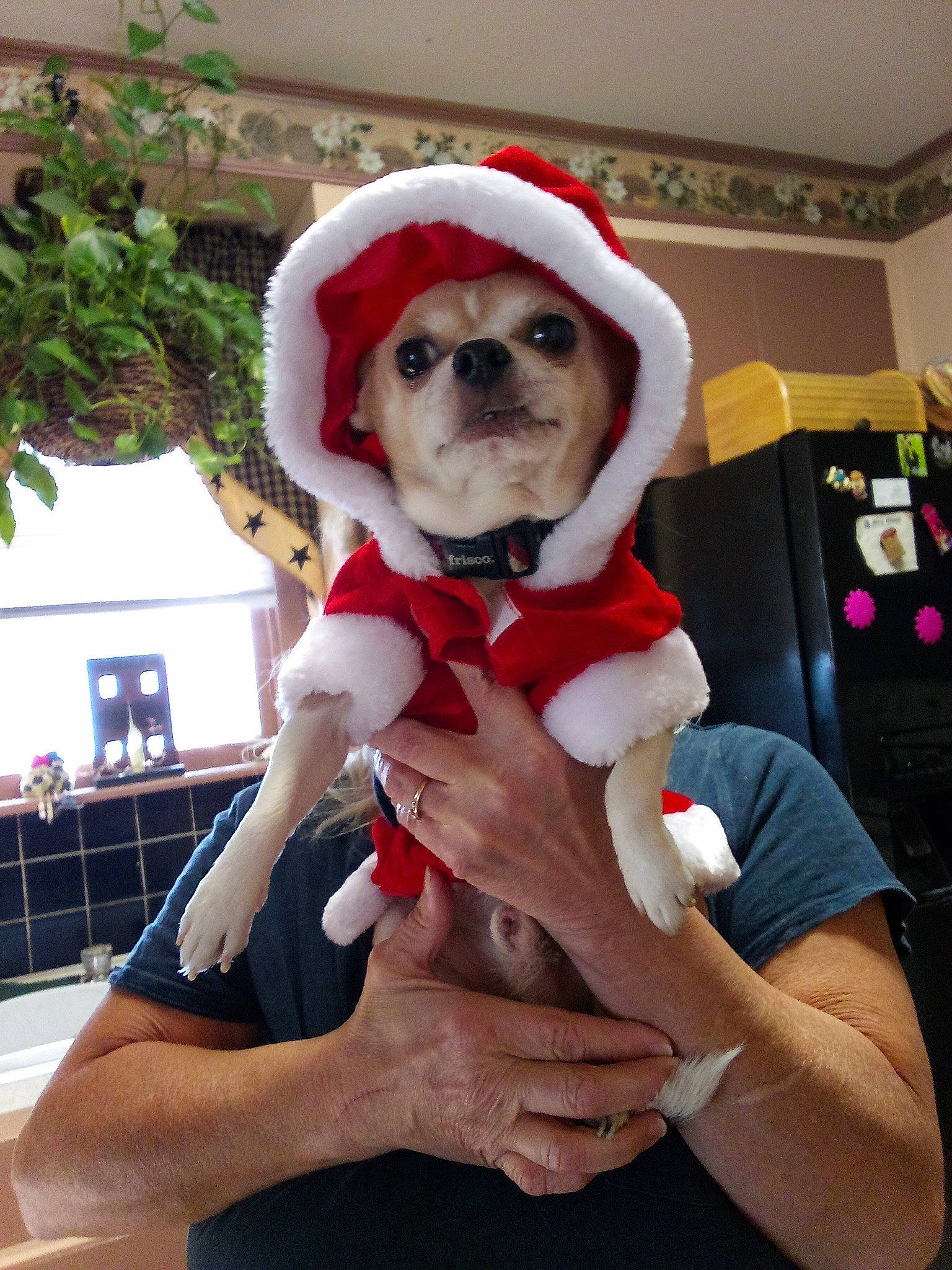 Buster joined the competition — help win amazing prizes! beard, carnivore, chair, companion_dog, dog, dog_breed, dog_clothes, event, eyewear, fawn, glasses, hat, lap, mascot, santa_claus, snout, sporting_group, stuffed_toy, sunglasses, toy