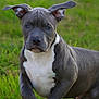 Thor participe au concours pour gagner de l'argent avec cette photo : animal, boxer, bulldog, canine, dog, face, frenchbulldog, grass, head, hound, labradorretriever, machine, person, pet, pitbull, plant, pointer, puppy, snout, spoke