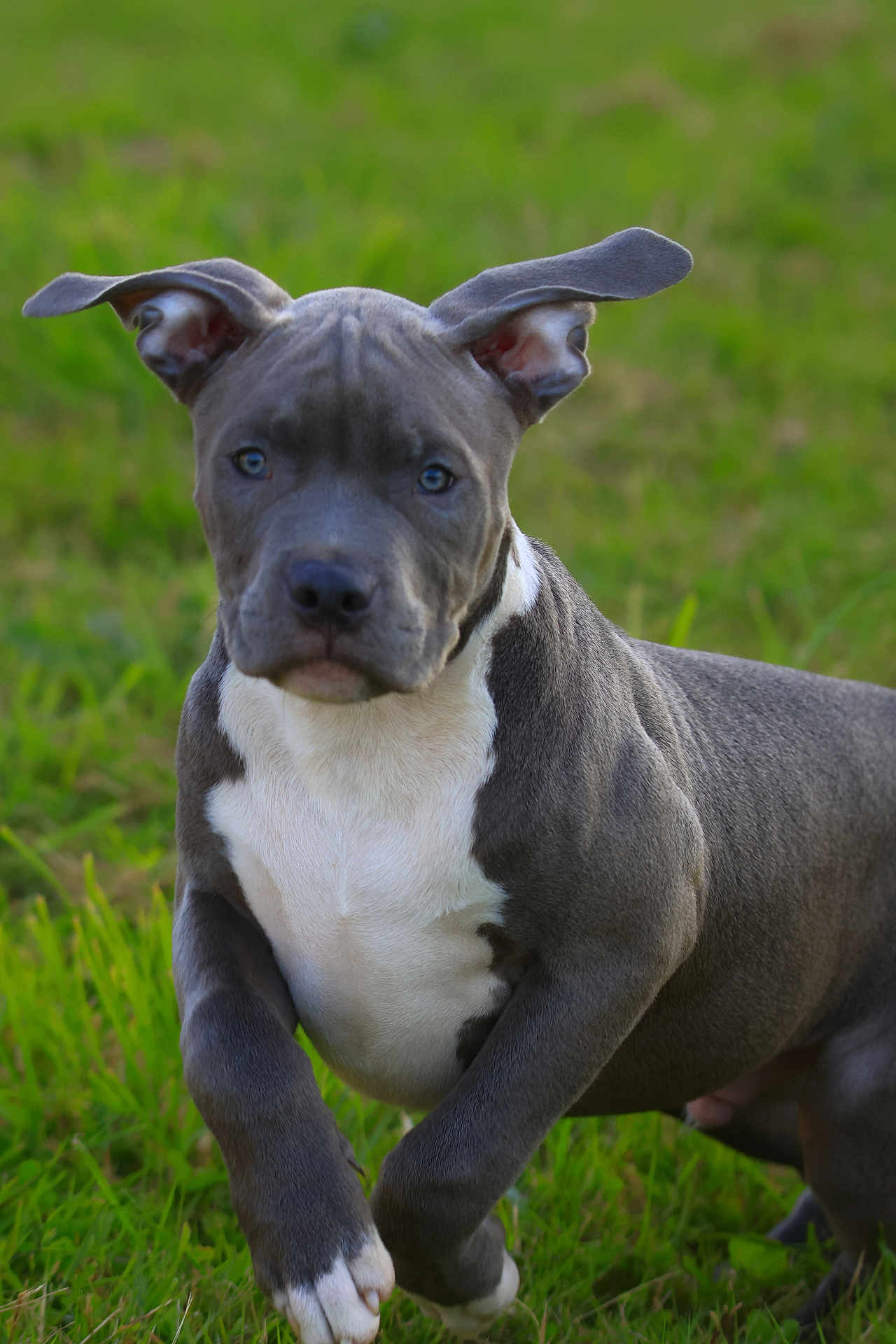 Thor