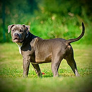 Thor participe au concours pour gagner de l'argent avec cette photo : dog, pitbull, canine, grass, outdoor, pet, animal, mammal, standing, alert, tail, ears, fur, nature, greenery, daylight, portrait, looking_back, field, vibrant
