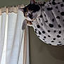 animal, beige, calico_cat, cat, cat_hammock, cozy, curtains, cute, ears, fluffy, furniture, indoor, natural_light, pet, relaxed, resting, sleepy, spotted, whiskers, window