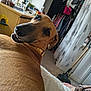 Toby is registered to the contest to win money with this photo: dog, indoor, tan_dog, pet, looking_back, collar, furniture, desk, window, curtain, clothing, carpet, mop, plant, flower, human_leg, blanket, relaxing, home, portrait