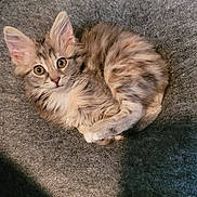 Celeste joined the competition — help win amazing prizes! adorable, animal, cat, comfortable, cozy, curled_up, cute, ears, eyes, feline, fur, gray, indoor, kitten, pet, resting, small, soft, whiskers, young