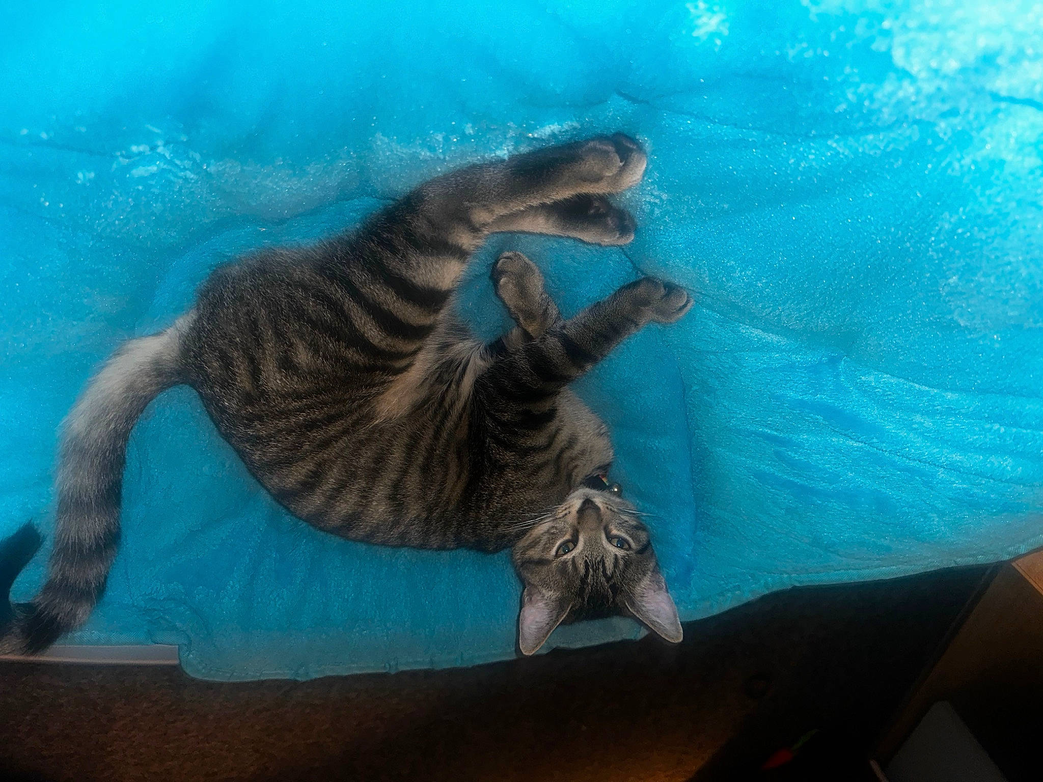 Bubbas joined the competition — help win amazing prizes! art, carnivore, cat, electric_blue, fang, felidae, fur, marine_mammal, organism, paint, small_to_medium_sized_cats, tail, terrestrial_animal, visual_arts, whiskers, wildlife