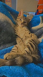 Bubbas is registered to the contest to win money with this photo: blue, carnivore, cat, claw, comfort, domestic_short_haired_cat, electric_blue, felidae, fur, paw, sitting, small_to_medium_sized_cats, snout, tail, terrestrial_animal, whiskers, wildlife