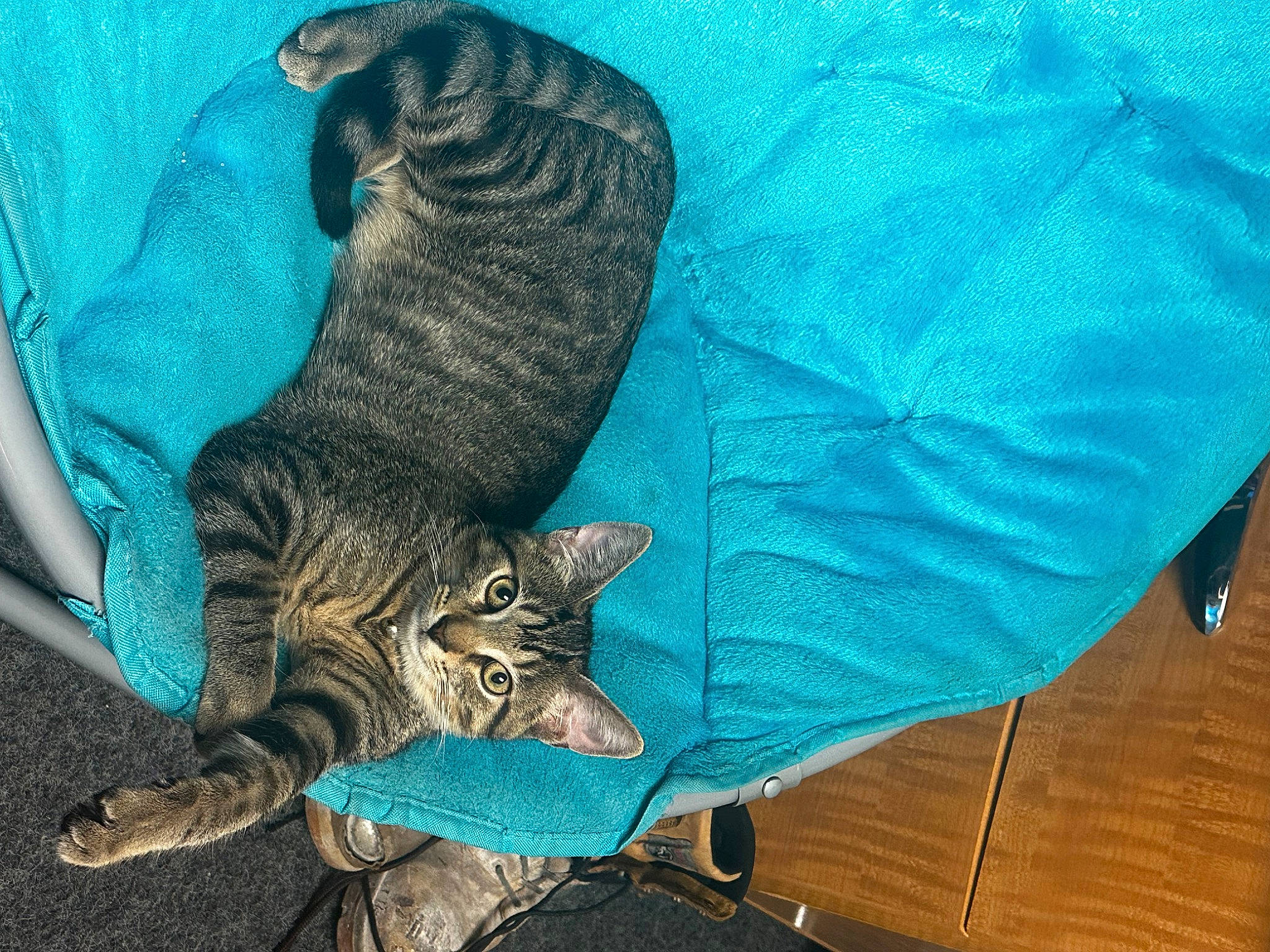 Bubbas is registered to the contest to win money with this photo: bag, carnivore, cat, claw, comfort, domestic_short_haired_cat, electric_blue, felidae, foot, fur, green, hat, human_leg, linens, luggage_and_bags, pattern, paw, small_to_medium_sized_cats, tail, whiskers