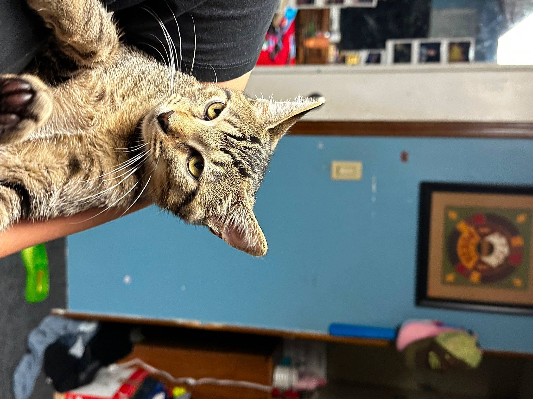 Bubbas joined the competition — help win amazing prizes! army, carnivore, cat, claw, domestic_short_haired_cat, engineering, felidae, fur, gesture, military, small_to_medium_sized_cats, snout, veterinarian, whiskers, wildlife