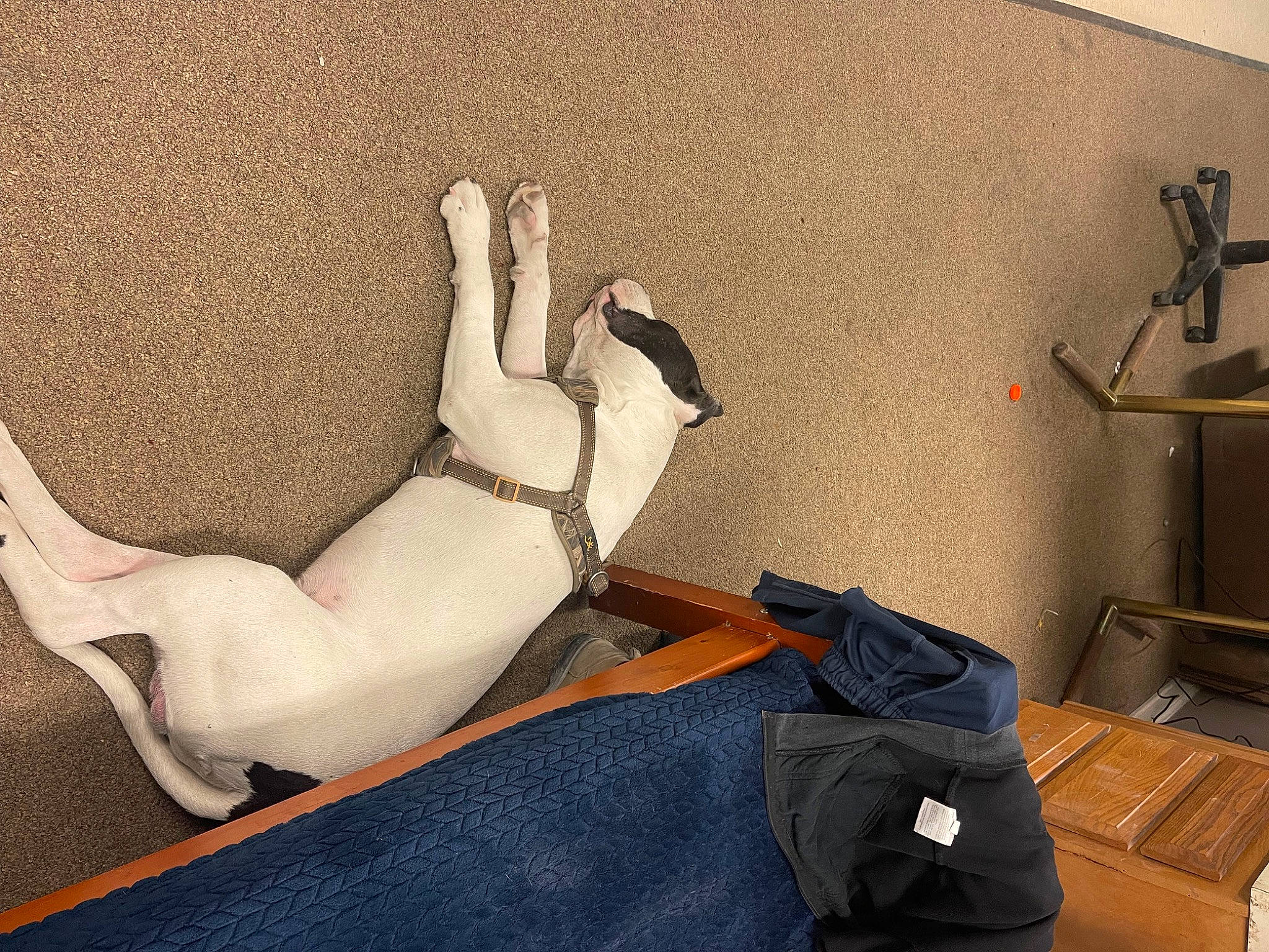 Pirata Goytia is registered to the contest to win money with this photo: abdomen, art, bag, carnivore, comfort, dog, dress, elbow, fawn, flooring, grey, interior_design, knee, leg, linens, luggage_and_bags, textile, thigh, trunk, wood