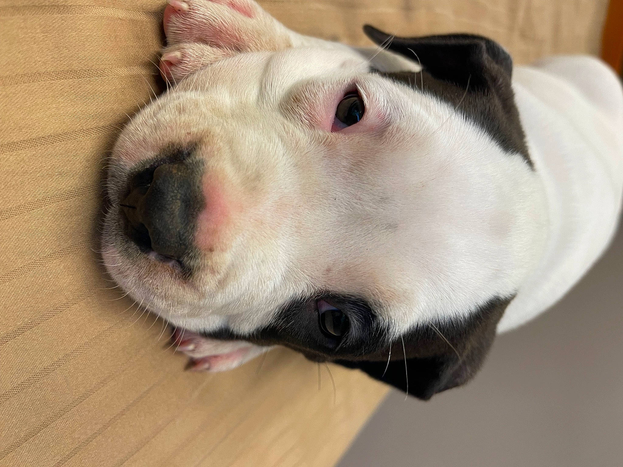 Pirata Goytia joined the competition — help win amazing prizes! canidae, carnivore, collar, companion_dog, dog, dog_breed, ear, eye, fawn, fur, head, jaw, pet_supply, snout, sporting_group, terrestrial_animal, throat, whiskers, wood, working_animal