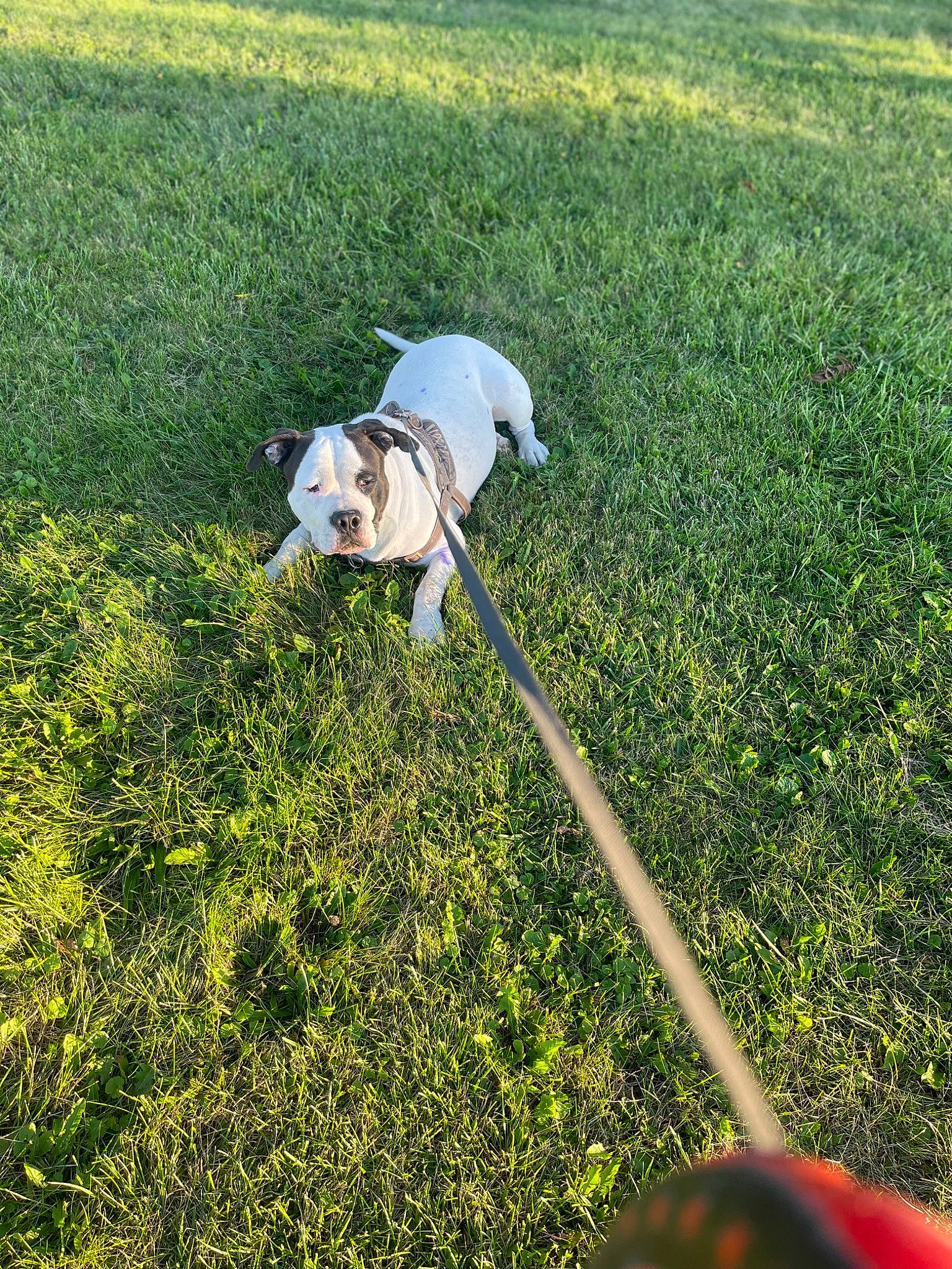 Pirata Goytia is registered to the contest to win money with this photo: bulldog, carnivore, collar, companion_dog, dog, dog_breed, dog_collar, fawn, grass, grass_family, grassland, groundcover, leash, mammal, plant, shrub, sporting_group, tail, toy_dog, working_animal